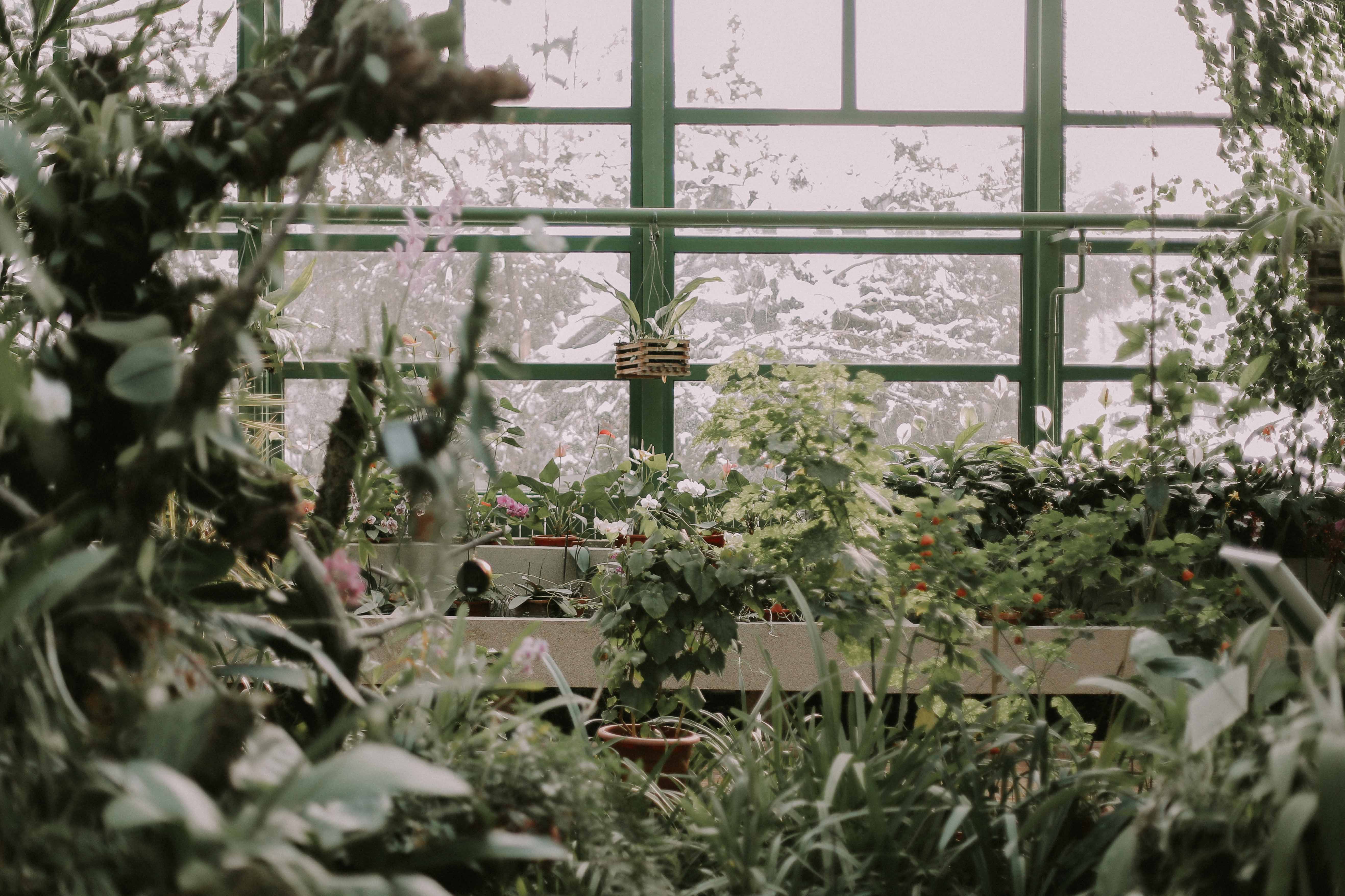 Buiten planten verzorgen