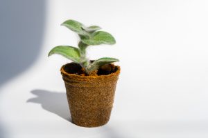 Planten verzorgen kleine plant